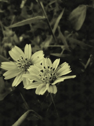 Like ! Photograph