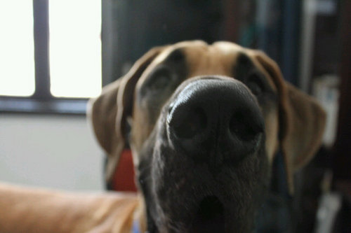 ShresthPrasad's profile picture. 