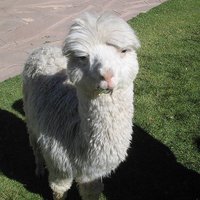 clapon (@claclapon) Twitter profile photo