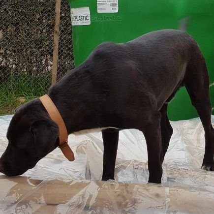 Soy cruzado y camino por la izquierda. Doglover/Yo Apruebo y estoy con Boric!!! y  en contra de la Kasttitución