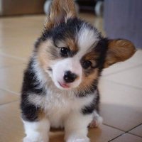 aliyasar (@aliyasa37227073) 's Twitter Profile