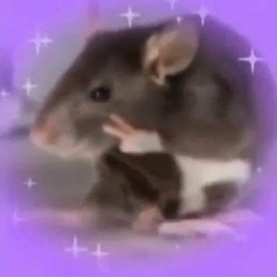 *:･ﾟ✧*:･ﾟ✧ I post funny memes, cute rats, chinchillas, and animals. sometimes kpop