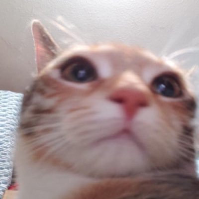 wifirouter22's profile picture. 🍳