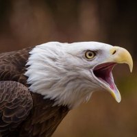 Ziroidex (@ziroidex05) 's Twitter Profile