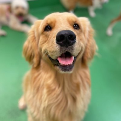 A man can Learn a lot From #goldenretriever obedience, loyalty and importance of turning❤❤❤