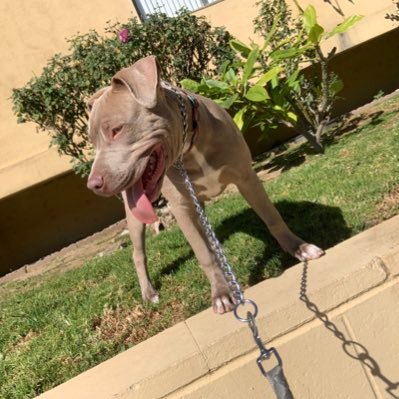 everybody a boss till it's time to do what a boss do🦾| APBT owner | HotHeadK9™️ FamilyOverAnything™️