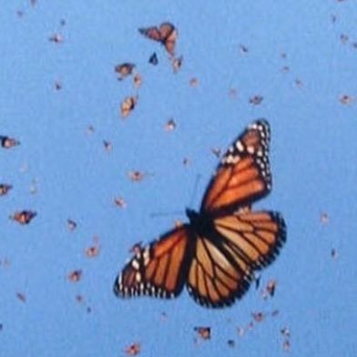 islanddancer200's profile picture. 