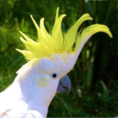 Cockatoooooo Profile Picture