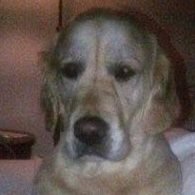Sad Dog (@stevocan2) 's Twitter Profile