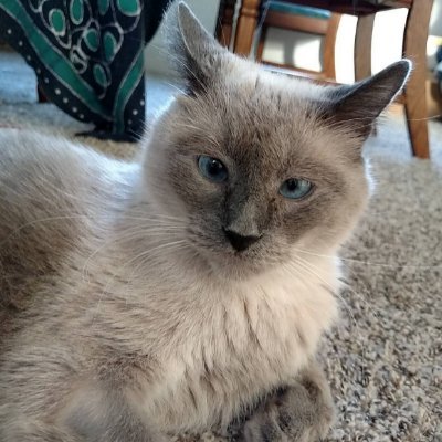 I'm a writer, My family is my cats, Bast, a 5/6 year old rescue/Pt.Siamese.Zhao 6 week rescue Choc Siamese,and Xua, 2 yr old Blue Siamese.