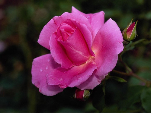 shiulihaque's profile picture. 