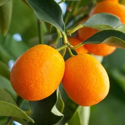 lulu kumquat