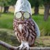 Crazy Owl (@ElBujoLoco) Twitter profile photo