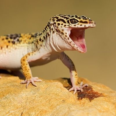 This page posts OTC market updates and news, it is also managed by a reptile so do your own DD