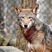 The Pineland Red Wolf Conservation Society is a collection of people committed to ensuring the preservation and reintroduction of the beautiful red wolf.