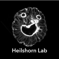 Heilshorn Lab(@heilshornlab) 's Twitter Profileg