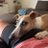 Whippet avatar