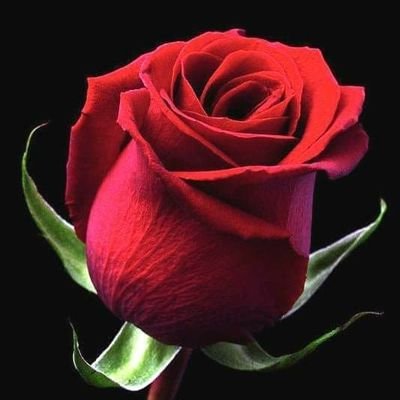 tobias54481380's profile picture. 100% AMLOVER