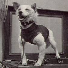 schembri2of3's profile picture. Space dog is now pondering