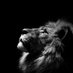 Lion King (@loverbo62212357) Twitter profile photo Lion King (@loverbo62212357) Twitter profile photo