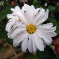 maria catriona balguez (@mbalguez) 's Twitter Profile