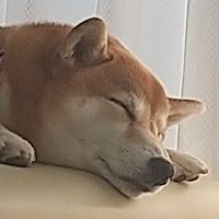 🌸柴犬さくら20171201 (@shiba_sakura777) Twitter profile photo