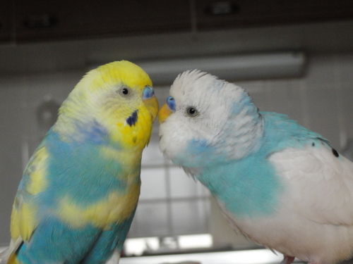 セキセイインコの『すたあ』と『らいふ』のおかあしゃんです
毎日ブログ更新中です
実は、ダンスの先生です＾＾