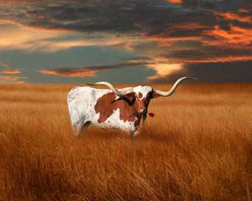 Global account management / sales, yogi forever, eternal Texas longhorn, Chi-O, international travel junkie, and love the mystery of the ocean!
