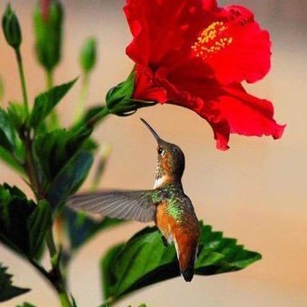 genvruiz's profile picture. He who laughs last is the last moron to get the joke.