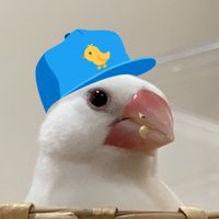 ヒヨコマメ🕊️ピッピコ雑貨店 (@qpopochanq) 's Twitter Profile