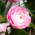 そのぐち 中🌹『ラウルと吸血鬼①巻10/10発売』🌹 (@2525_25_25_25_) Twitter profile photo そのぐち 中🌹『ラウルと吸血鬼①巻10/10発売』🌹 (@2525_25_25_25_) Twitter profile photo