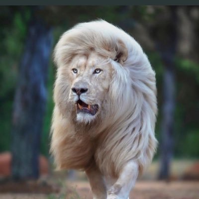 luckayy7's profile picture. Courage ; Wisdom ; Temperance ; Justice #Stoicism