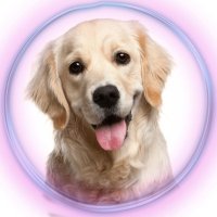 POMPETS(@pompetsindia) 's Twitter Profile Photo