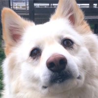 ぐ〜こりん✨ (@guukochan) 's Twitter Profile