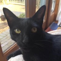 Rolf the Warwick University Campus Cat(@RolfatWarwick) 's Twitter Profileg