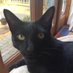 Rolf the Warwick University Campus Cat (@RolfatWarwick) Twitter profile photo