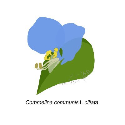 Koki R. Katsuhara, PhD, studying ecology and evolutionary biology of plants.
ツイートは所属する組織を代表する意見ではありません。
