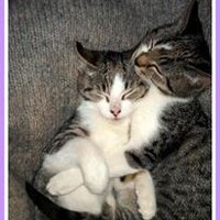 🌻🌸🦋🐱please be kind to animals(@cikibucka) 's Twitter Profile Photo