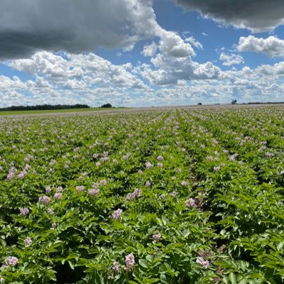 •Halsema Farms LTD•📍Rolling Hills, Alberta Canada