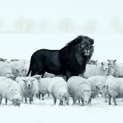 HaHusein's profile picture. الحب شيء من تصورنا..♡ ♡
إن لم نجده على اﻷرض أخترعناه..!