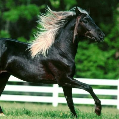 Loves_Equines Profile Picture