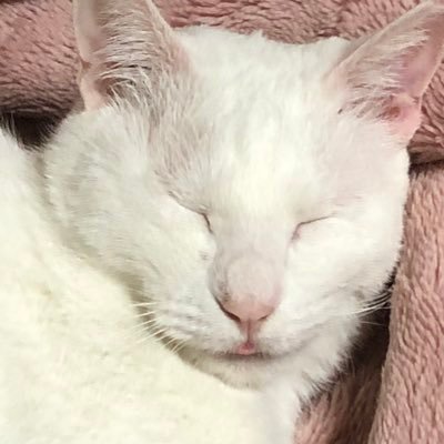 さすらいのジョン万次郎🌇⚜️さんのプロフィール画像