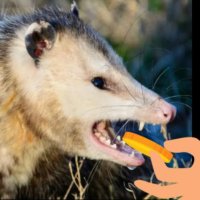 Crypto Possum (@crypto_possum) 's Twitter Profile