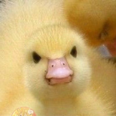 bananaduck87 Profile Picture