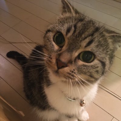 En7Kd's profile picture. 桑沢です 3c 猫がすっっっっき