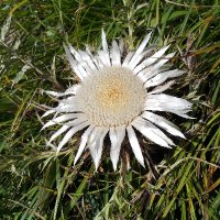 Tom Go (@natter1963) 's Twitter Profile