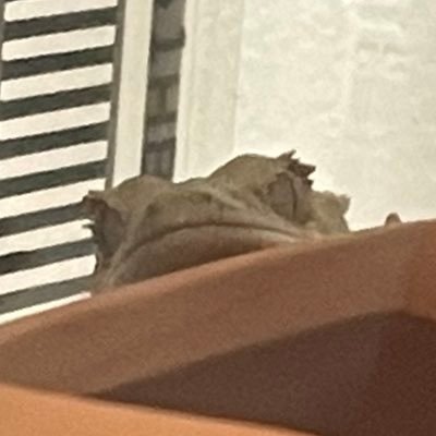 tori_dk89's profile picture. 大阪府登録 第4321-1号 クレス フトアゴ レオパの繁殖頑張ります🦎