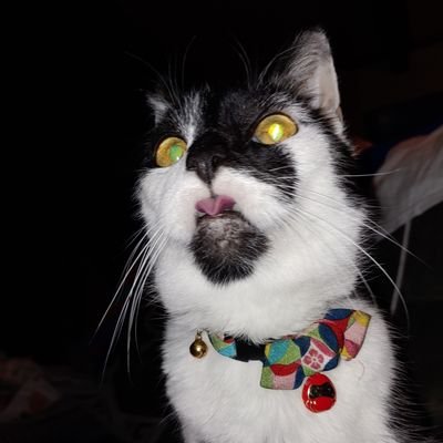 A cat named Pug 🌈
Tylea 🌈
Miss Wena 🌈
Loki 🌈