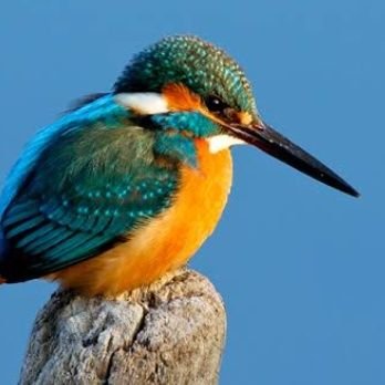 cherryb45006705's profile picture. 20↑/cherry blossomYouTubeアカではホネサカナです！