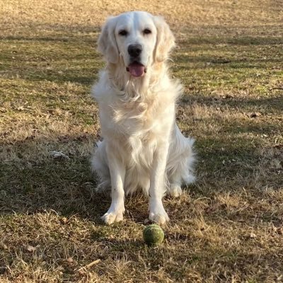 m_yoink's profile picture. 🇺🇸 good man, and thorough #RavensFlock  🐕  #birdland   ⭕️RCMH👻